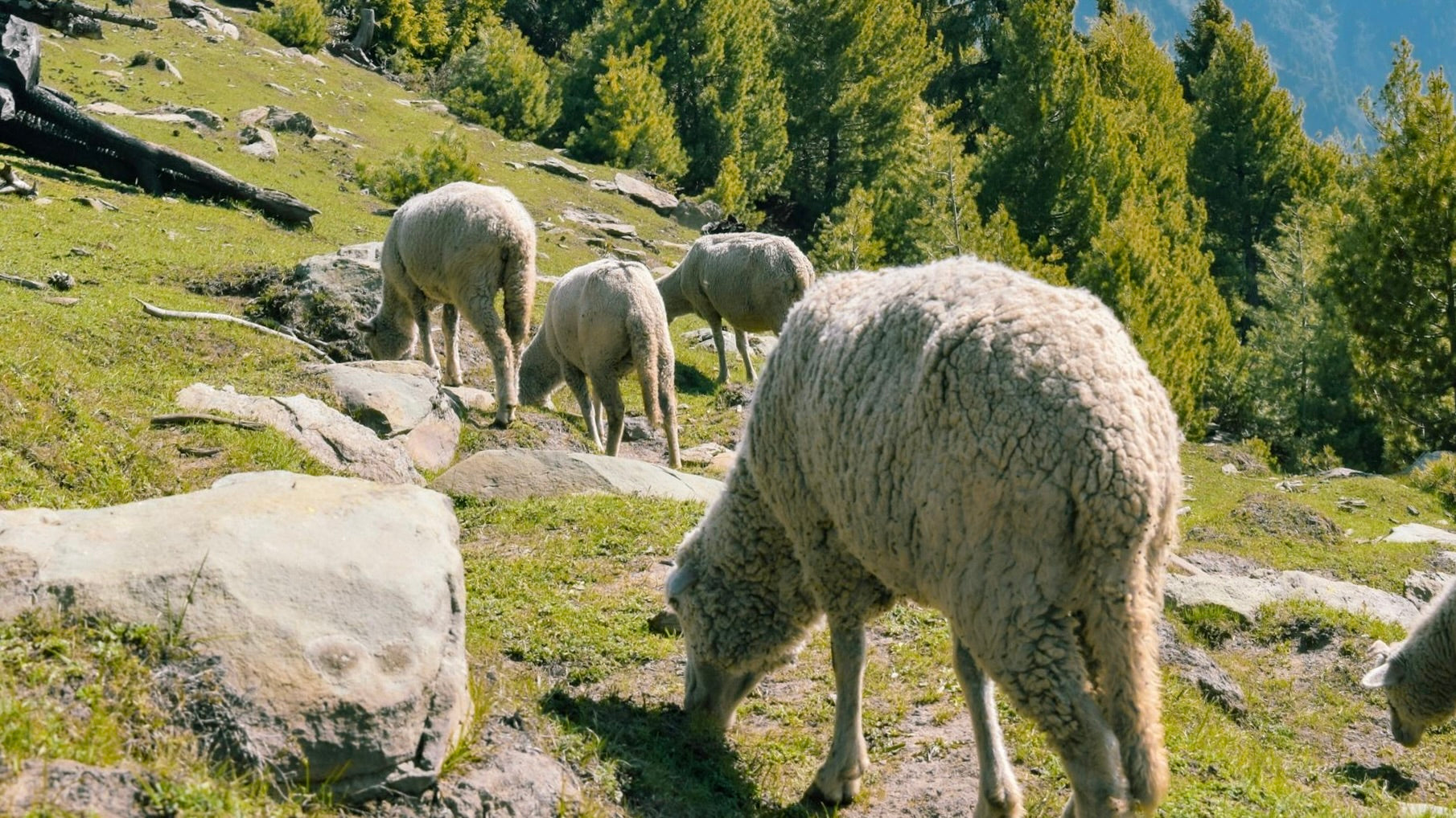 Understanding Virgin Wool - A Comprehensive Guide