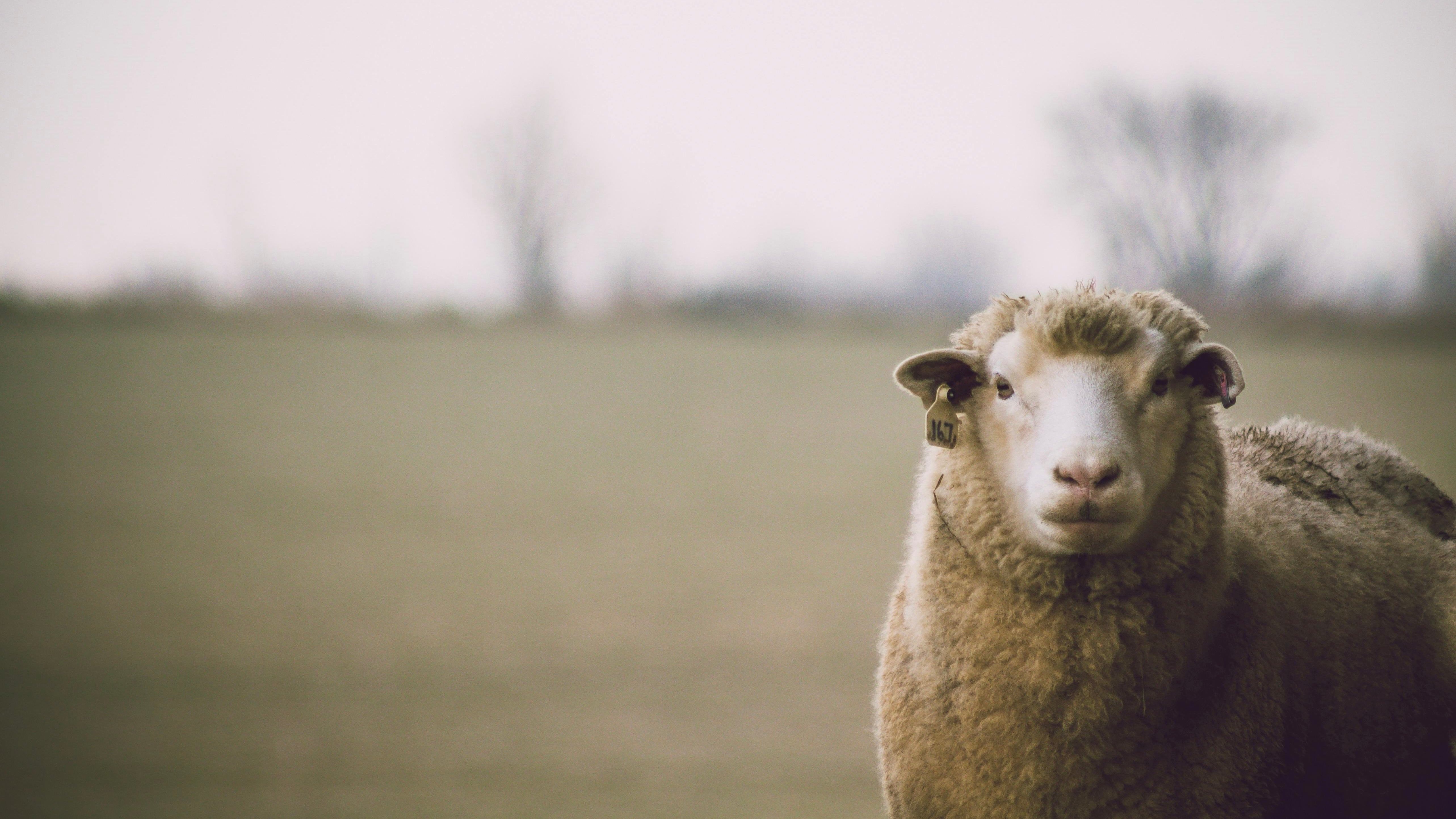 The Remarkable Properties of Wool